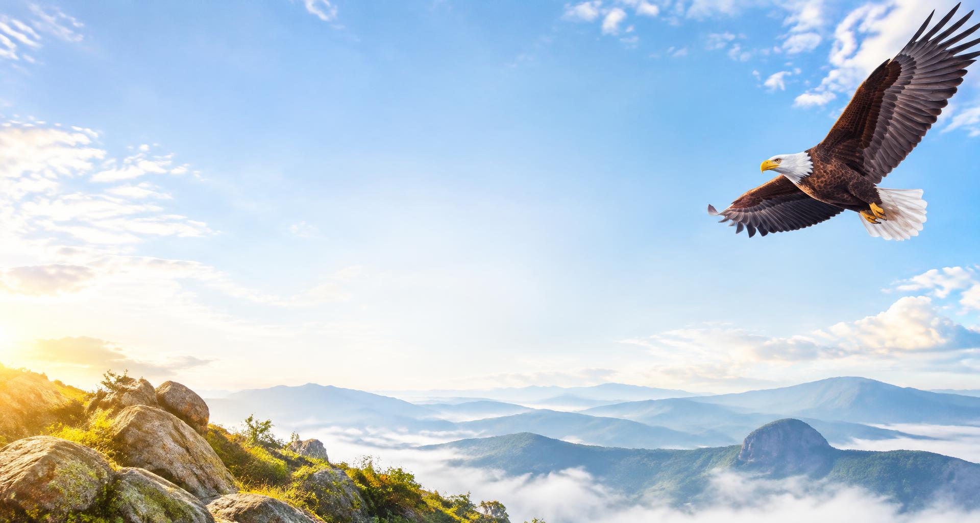 Eagle soaring above sunlit mountains